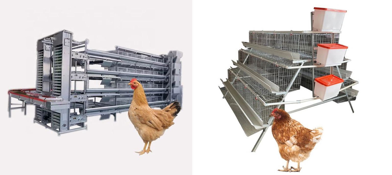 The difference between H-shaped and A-shaped chicken cages