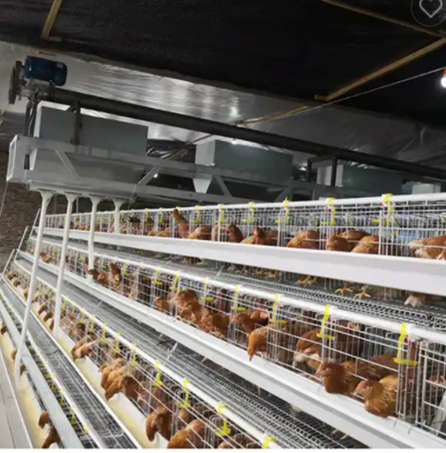 A Type Layer Chicken Cage