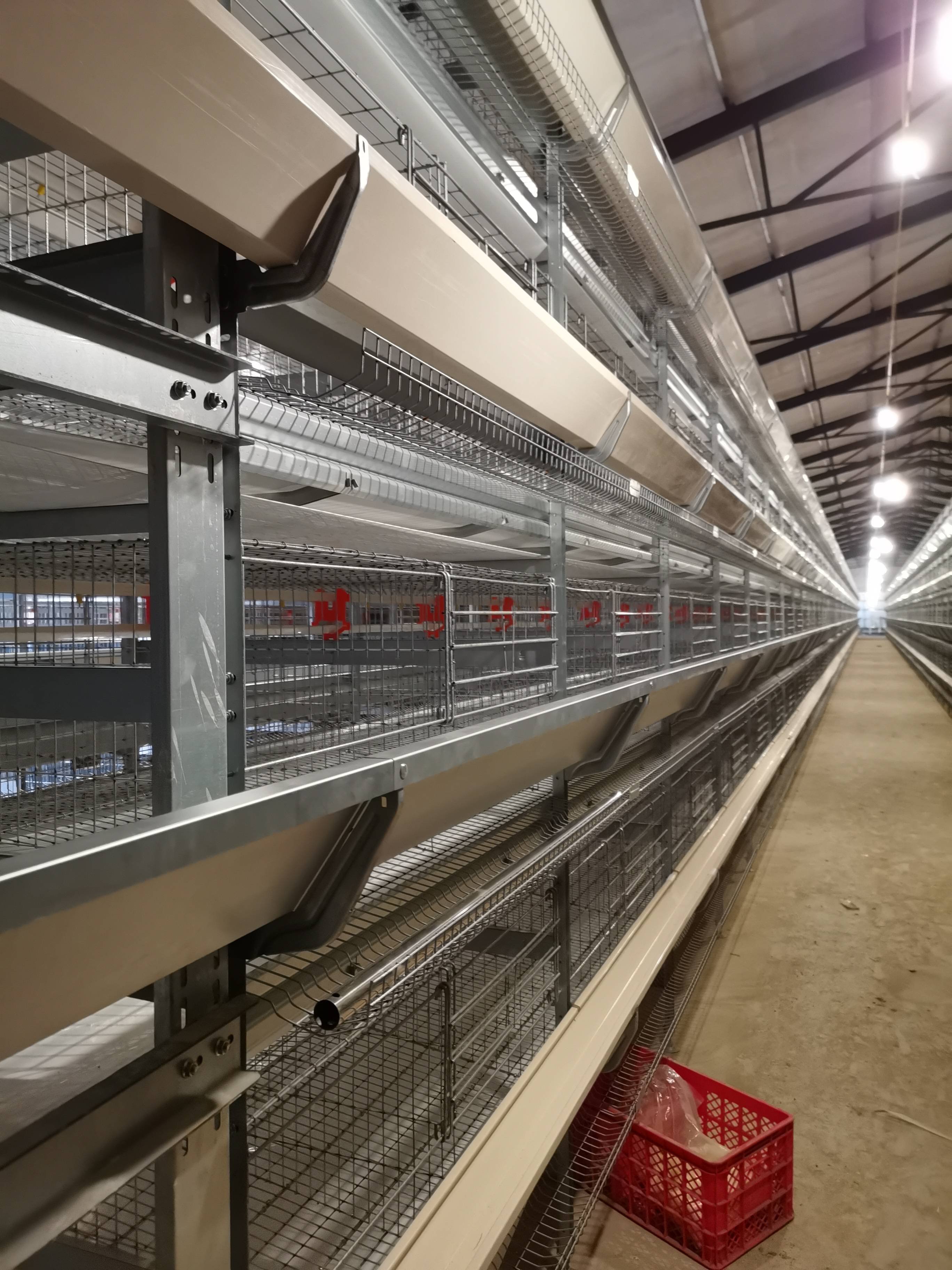 Automated Layer Chicken Cage System: Boost Your Poultry Farming Efficiency