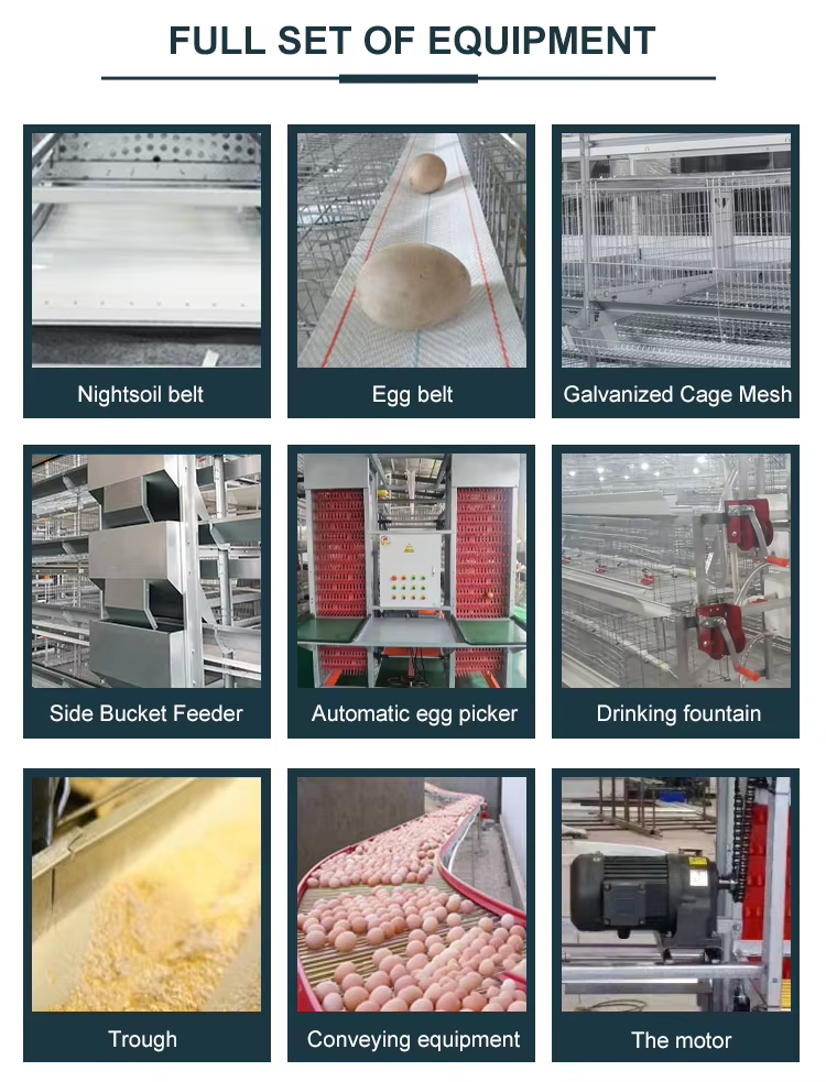 Automatic Galvanized wire mesh h type hen cage with lighting control