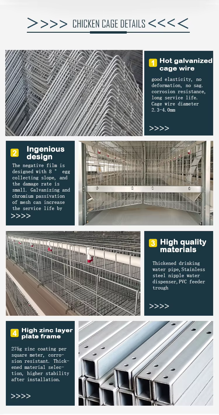 Automatic Galvanized wire mesh h type hen cage with lighting control