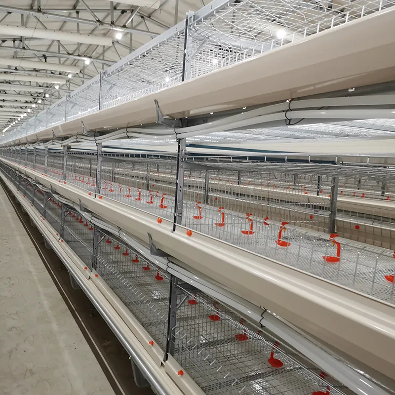 Automatic Broiler Chicken Cage