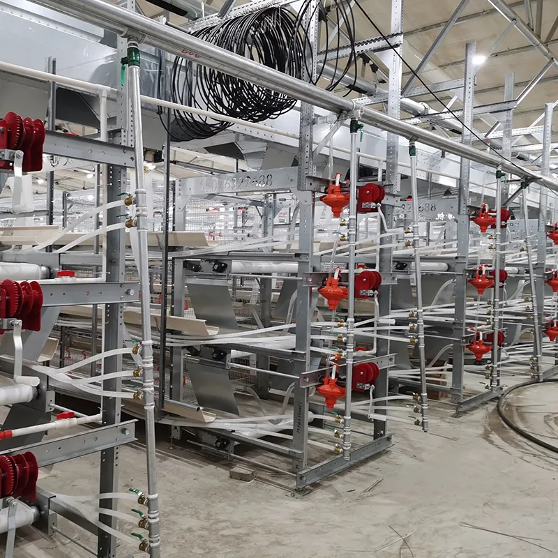 Automatic Broiler Chicken Cage