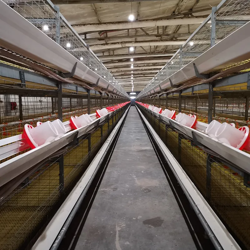 Automatic Broiler Chicken Cage