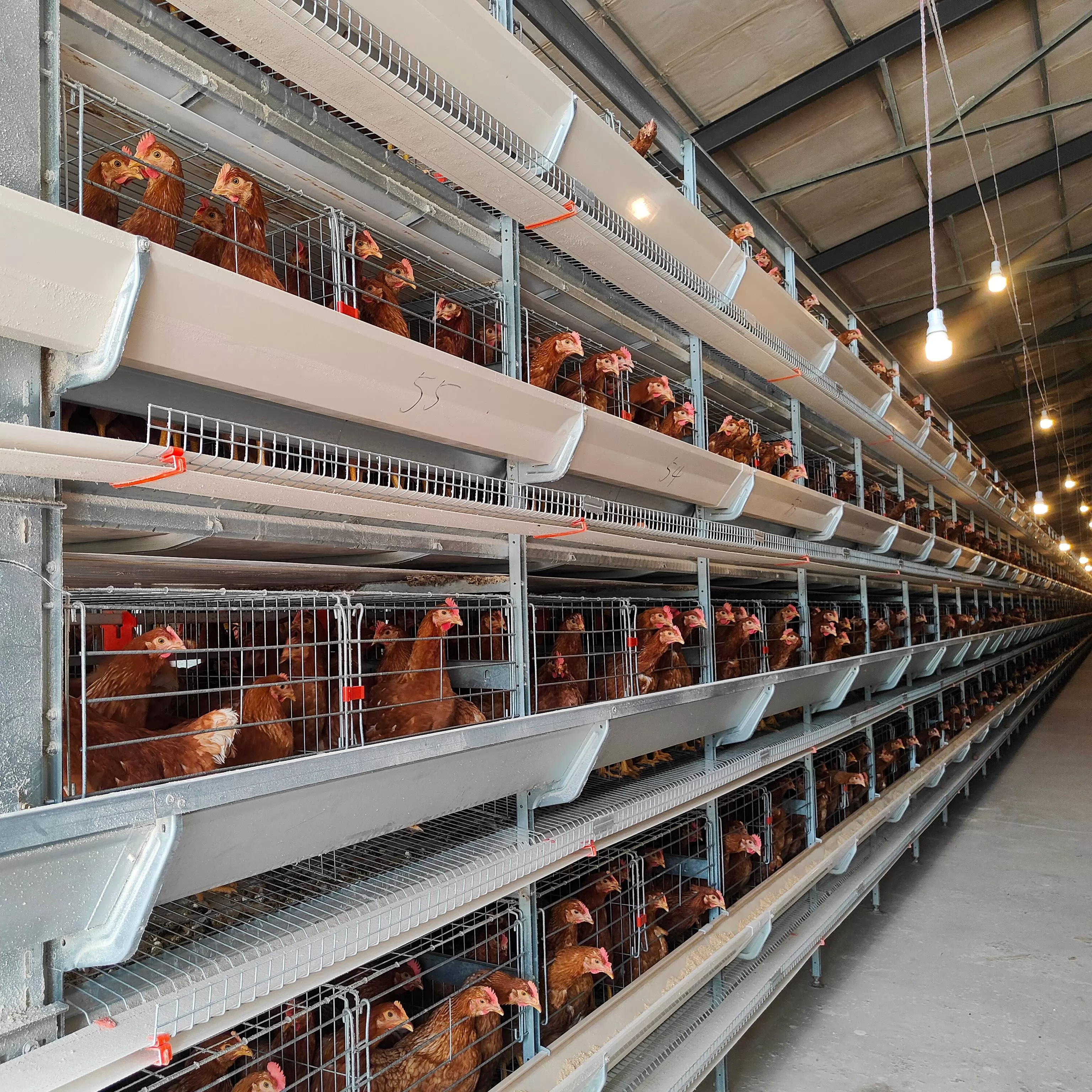 H Type Automatic Egg Layer Chicken Cage