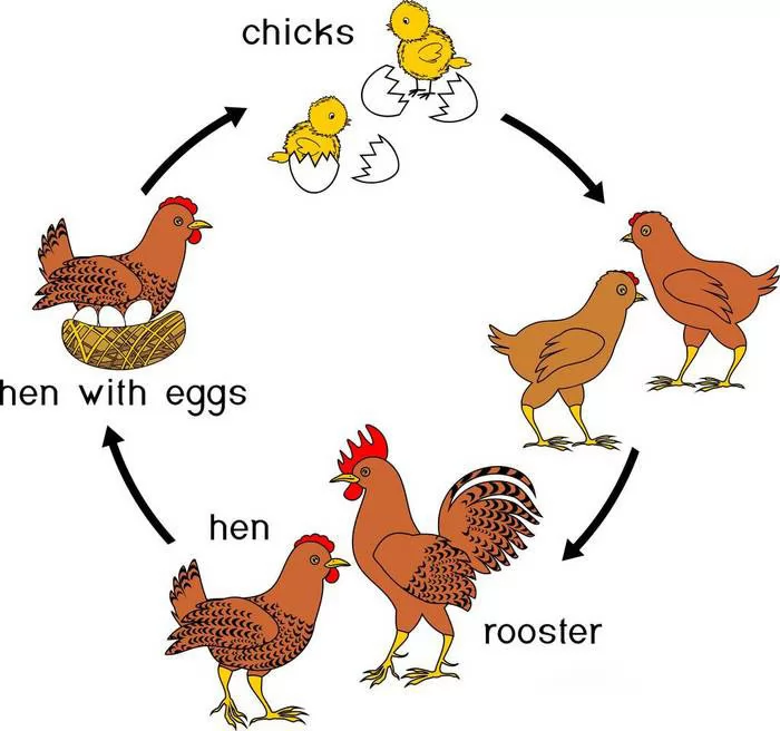 The Growth Cycle of Broilers and Laying Hens