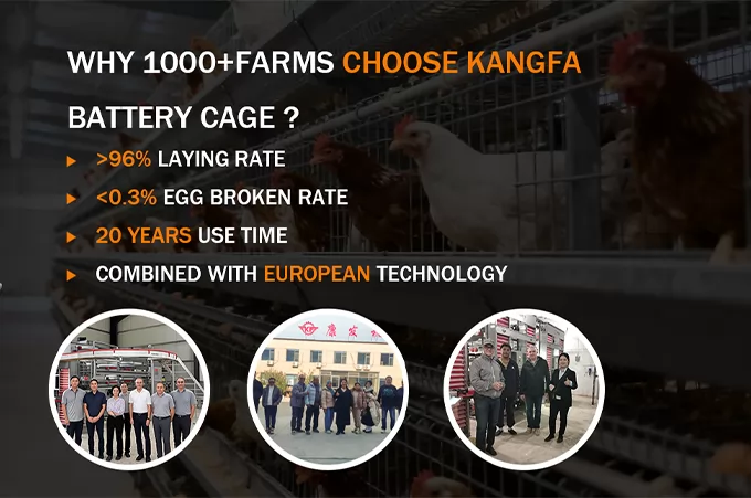 The Modern Farmer's Guide: Selecting a Smart Type A or Type H Chicken Cage The Modern Farmer's Guide: Selecting a Smart Type A or Type H Chicken Cage